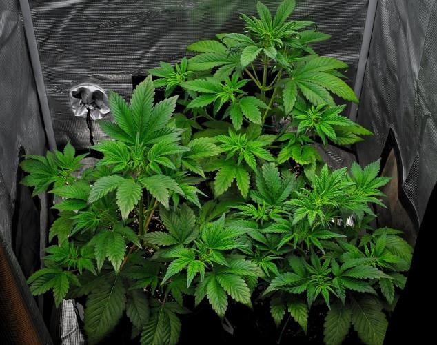 Guava Runtz Auto | Fastbuds. Week 4 - Day 26