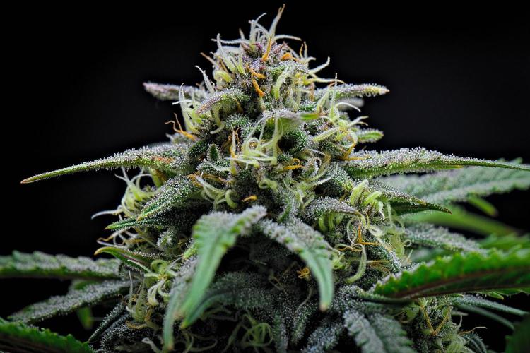 Jealousy Marker Auto | Ganja Farmer. Week 9 - Day 59