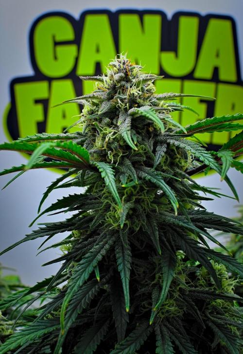Jealousy Marker Auto | Ganja Farmer. Week 9 - Day 59