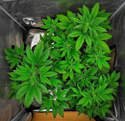 Guava Runtz Auto. Week 4