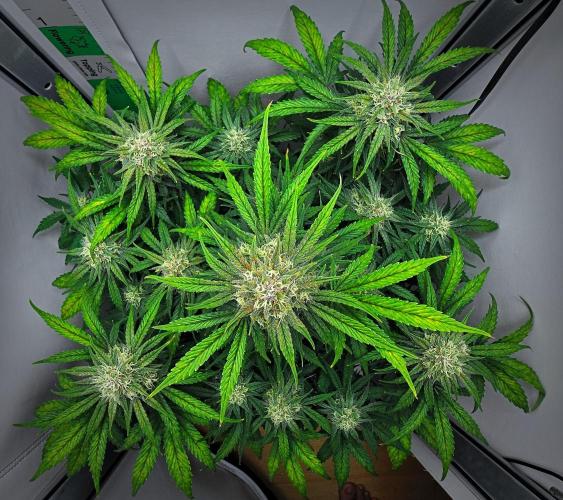 Jealousy Marker Auto | Ganja Farmer. Week 9 - Day 59