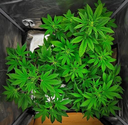 Guava Runtz Auto | Fastbuds. Week 4 - Day 28