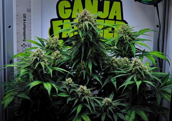 Jealousy Marker Auto. Week 9