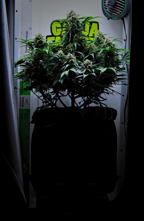 Jealousy Marker Auto | Ganja Farmer. Week 9 - Day 60