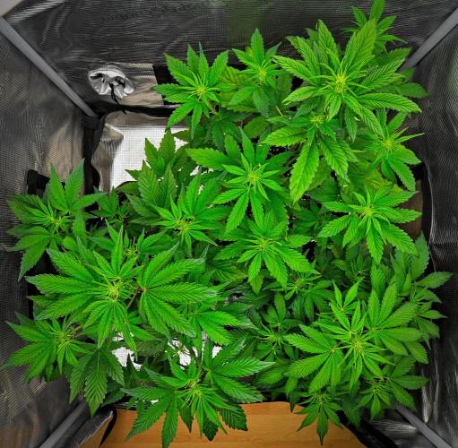 Guava Runtz Auto | Fastbuds. Week 5 - Day 29