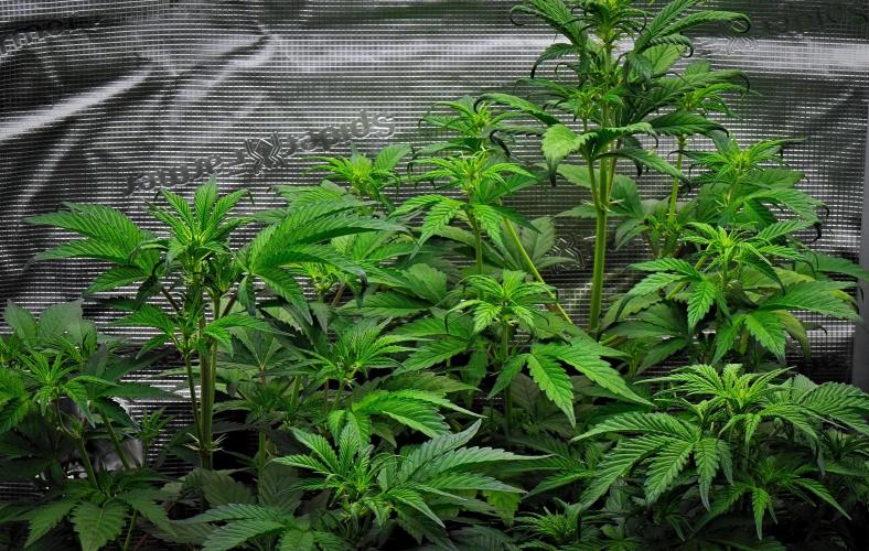 Guava Runtz Auto | Fastbuds. Week 5 - Day 29