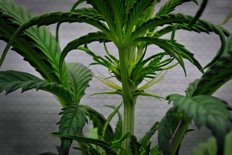 Guava Runtz Auto | Fastbuds. Week 5 - Day 29