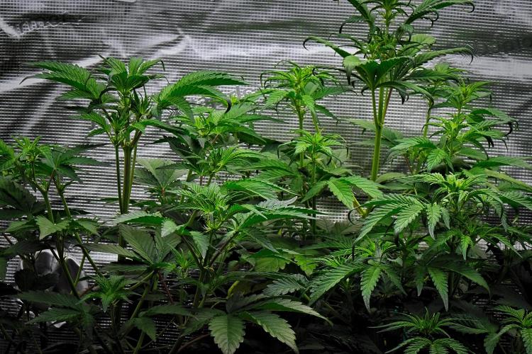 Guava Runtz Auto | Fastbuds. Week 5 - Day 29