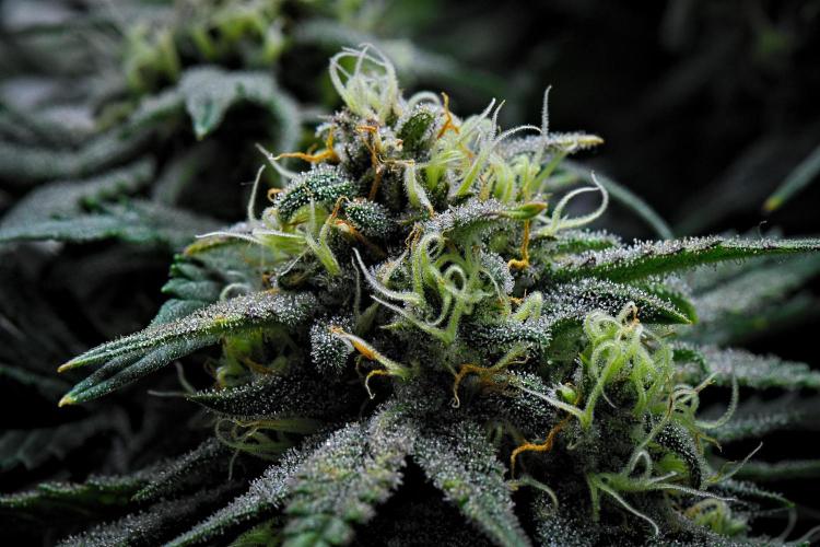 Jealousy Marker Auto | Ganja Farmer. Week 9 - Day 62