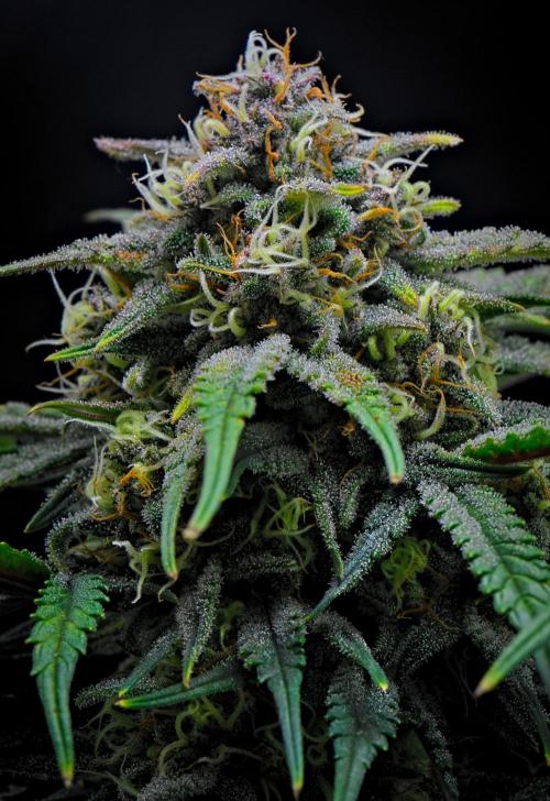 Jealousy Marker Auto | Ganja Farmer. Week 9 - Day 62