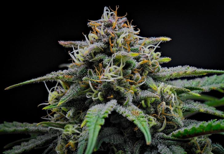 Jealousy Marker Auto | Ganja Farmer. Week 9 - Day 62