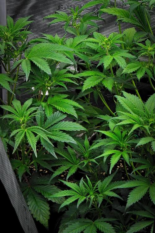 Guava Runtz Auto | Fastbuds. Week 5 - Day 30