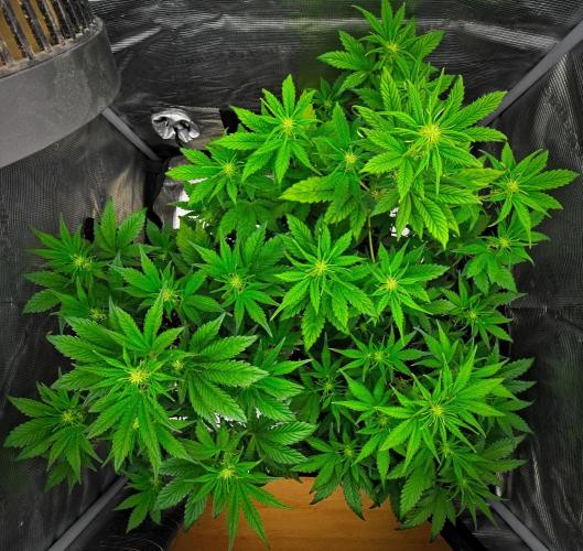 Guava Runtz Auto | Fastbuds. Week 5 - Day 32