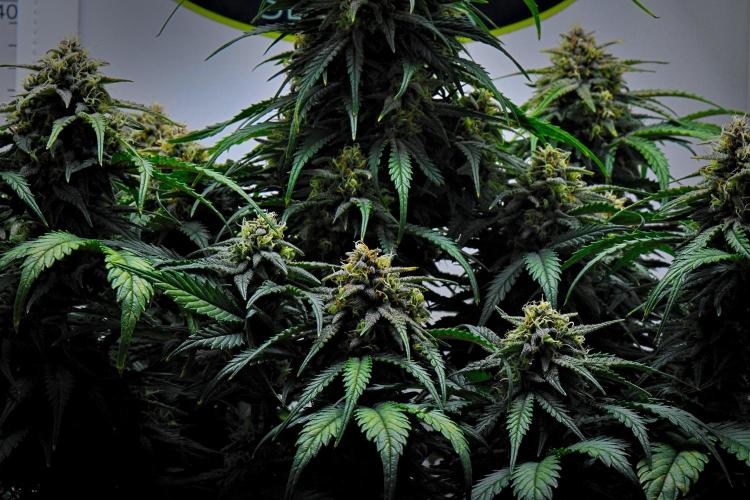 Jealousy Marker Auto | Ganja Farmer. Week 10 - Day 64