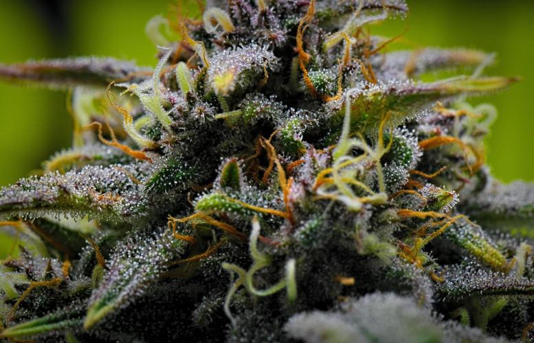 Jealousy Marker Auto | Ganja Farmer. Week 10 - Day 64