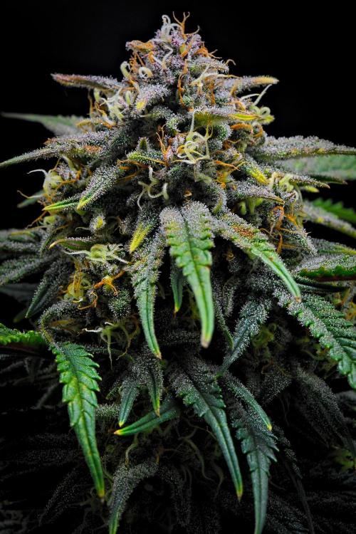 Jealousy Marker Auto | Ganja Farmer. Week 10 - Day 64