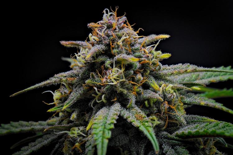 Jealousy Marker Auto | Ganja Farmer. Week 10 - Day 64