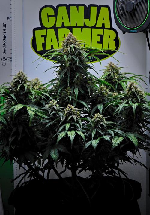 Jealousy Marker Auto | Ganja Farmer. Week 10 - Day 64