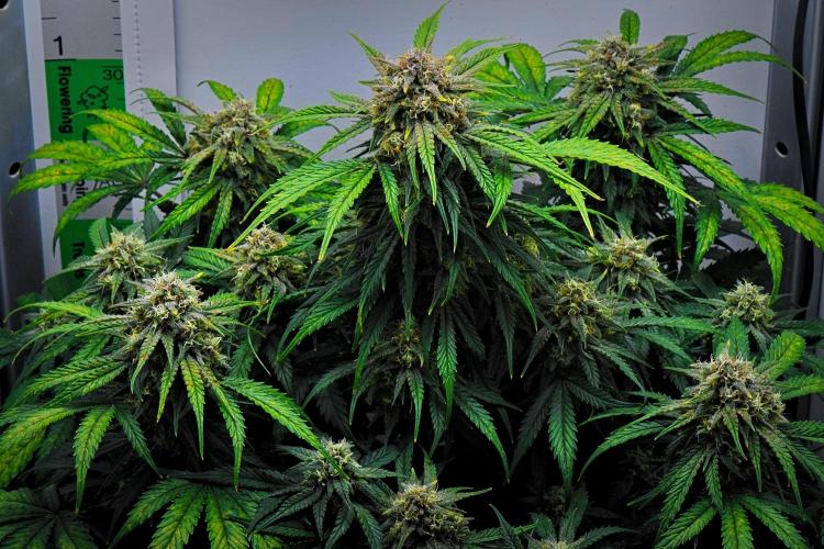 Jealousy Marker Auto | Ganja Farmer. Week 10 - Day 64