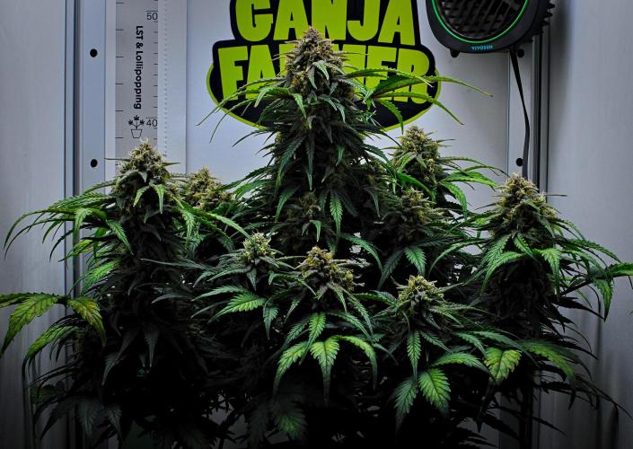 Jealousy Marker Auto | Ganja Farmer. Week 10 - Day 66