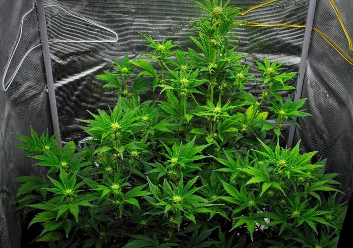 Guava Runtz Auto | Fastbuds. Week 5 - Day 34