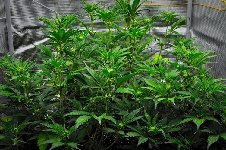 Guava Runtz Auto | Fastbuds. Week 5 - Day 34