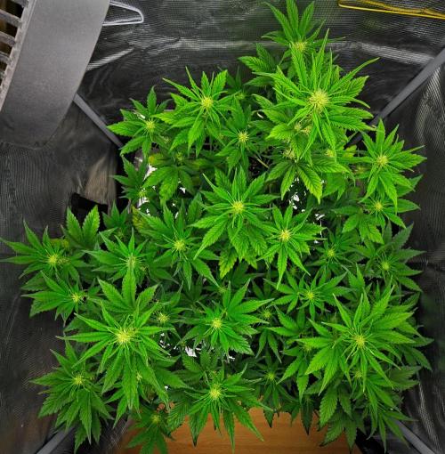 Guava Runtz Auto | Fastbuds. Week 5 - Day 34