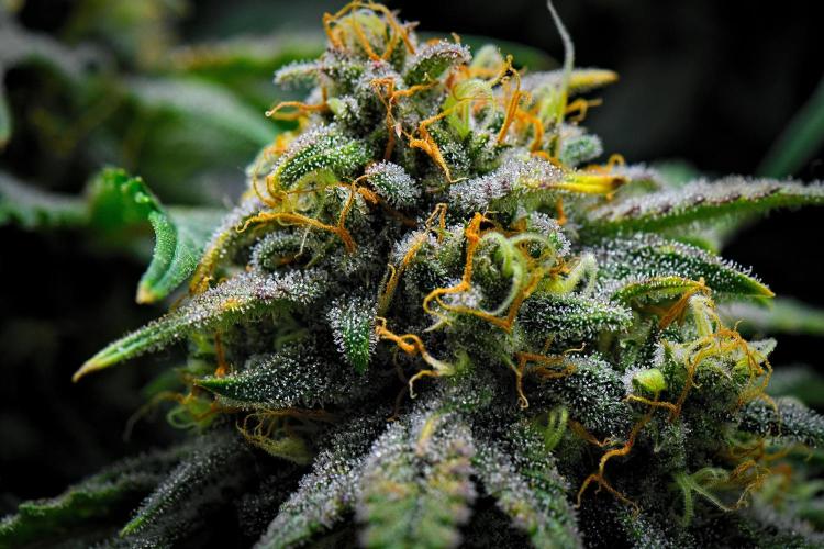 Jealousy Marker Auto | Ganja Farmer. Week 10 - Day 67