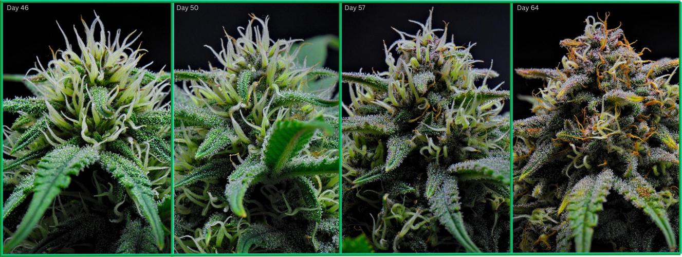 Jealousy Marker Auto. Week 10