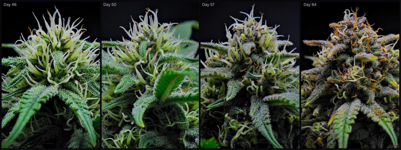 Jealousy Marker Auto | Ganja Farmer. Week 10