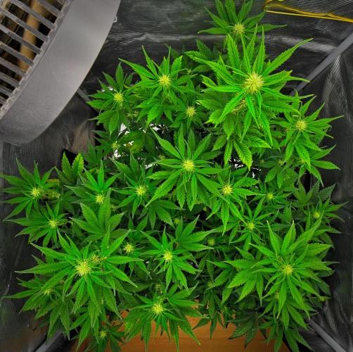 Guava Runtz Auto | Fastbuds. Week 6 - Day 36