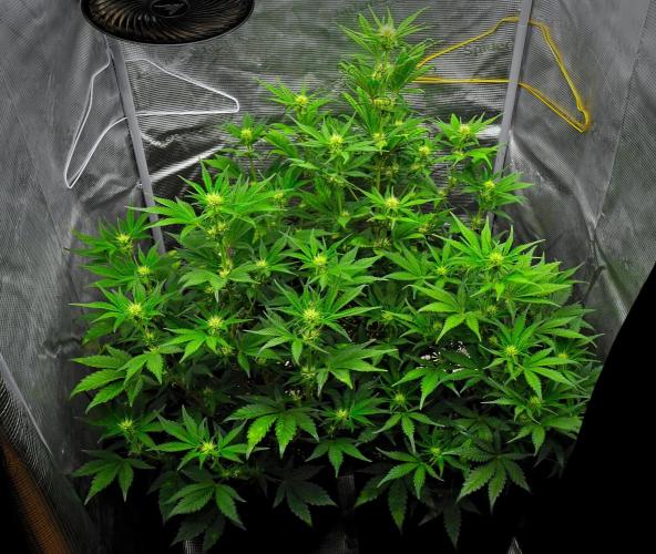 Guava Runtz Auto | Fastbuds. Week 6 - Day 36