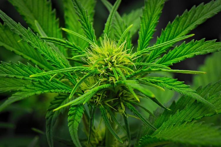 Guava Runtz Auto | Fastbuds. Week 6 - Day 36