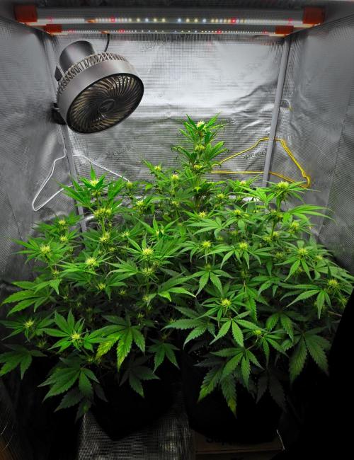 Guava Runtz Auto | Fastbuds. Week 6 - Day 37