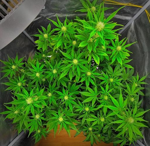 Guava Runtz Auto | Fastbuds. Week 6 - Day 37