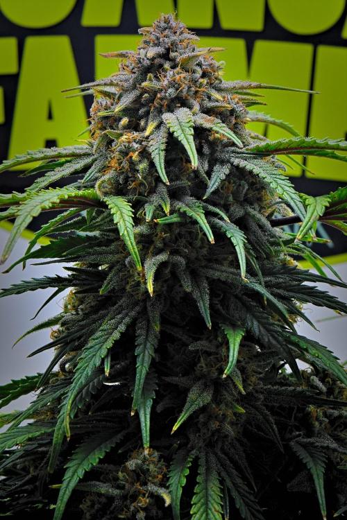 Jealousy Marker Auto | Ganja Farmer. Week 10 - Day 69