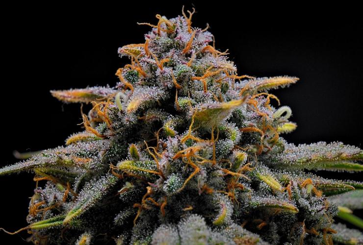 Jealousy Marker Auto | Ganja Farmer. Week 10 - Day 69