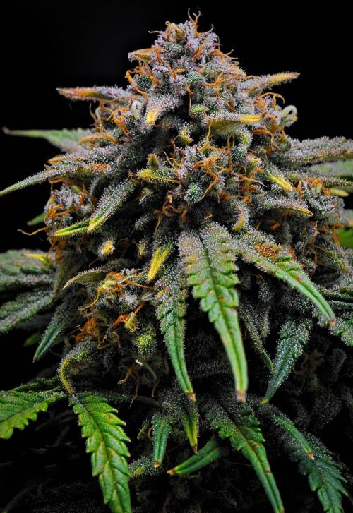 Jealousy Marker Auto | Ganja Farmer. Week 10 - Day 69
