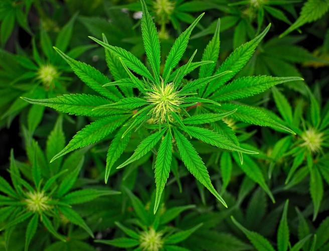 Guava Runtz Auto | Fastbuds. Week 6 - Day 38
