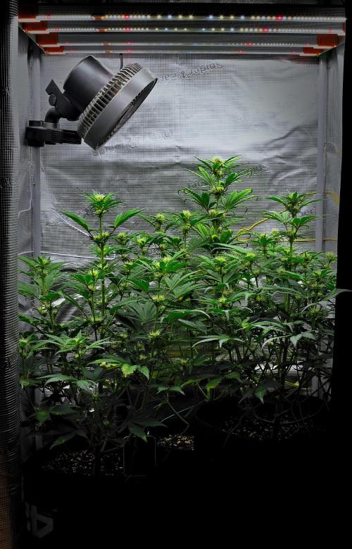 Guava Runtz Auto | Fastbuds. Week 6 - Day 38