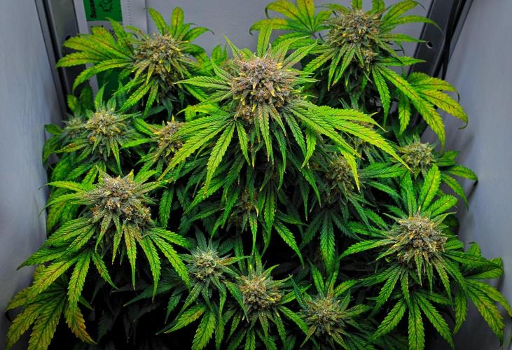 Jealousy Marker Auto | Ganja Farmer. Week 10 - Day 70