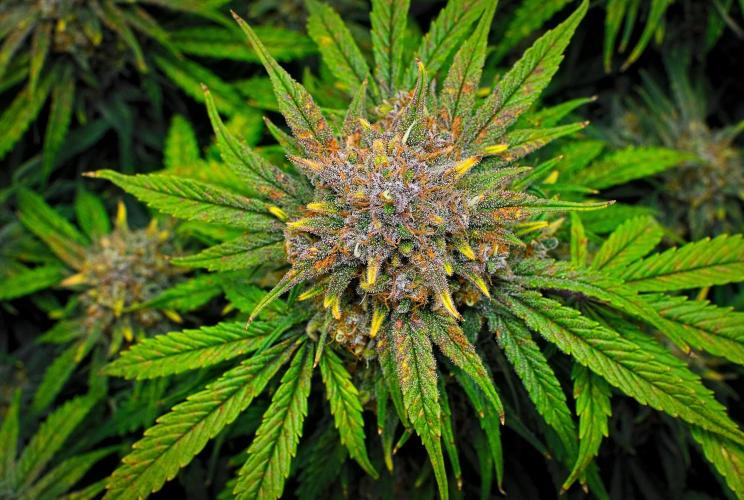 Jealousy Marker Auto | Ganja Farmer. Week 10 - Day 70