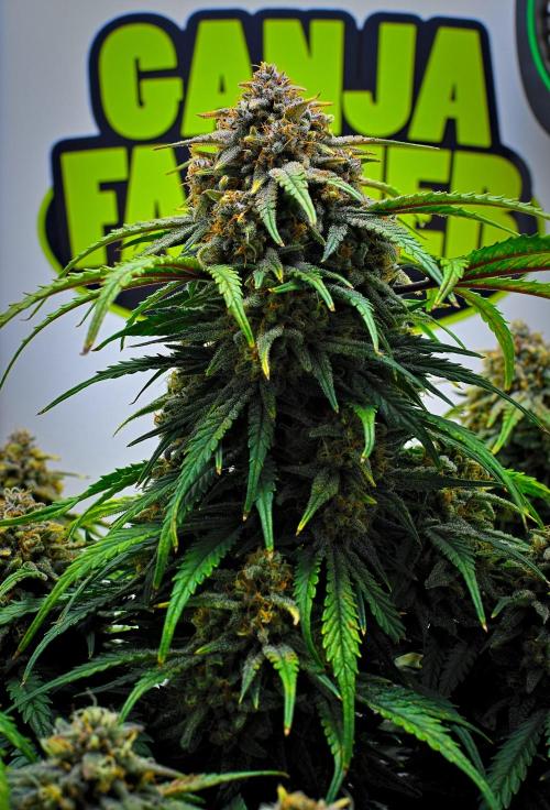 Jealousy Marker Auto | Ganja Farmer. Week 10 - Day 70