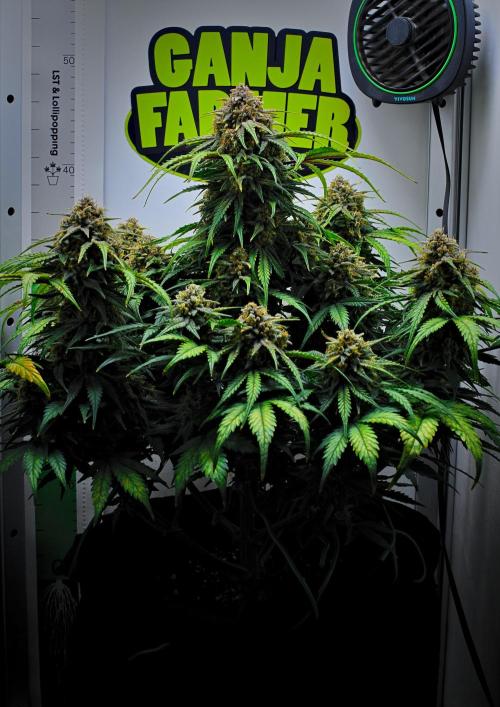 Jealousy Marker Auto | Ganja Farmer. Week 10 - Day 70