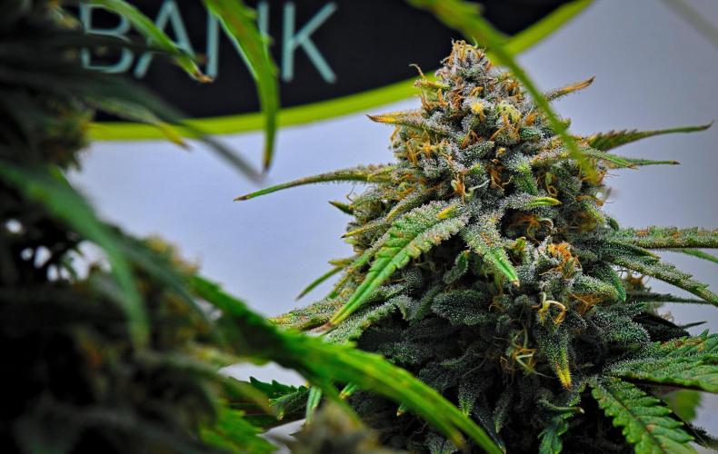 Jealousy Marker Auto | Ganja Farmer. Week 11 - Day 71
