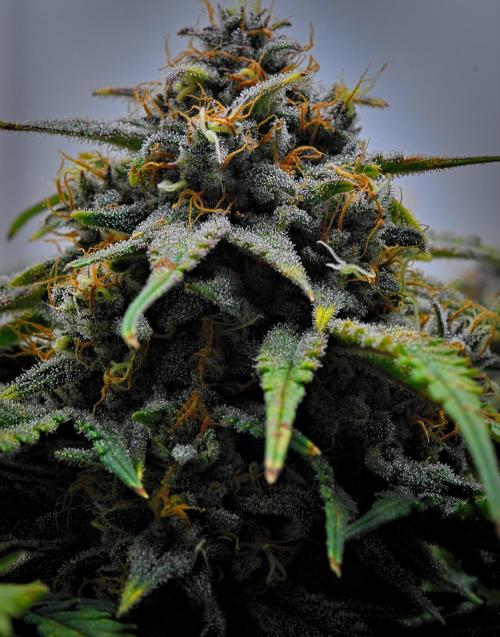 Jealousy Marker Auto | Ganja Farmer. Week 11 - Day 71