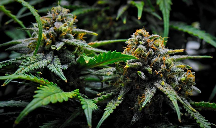 Jealousy Marker Auto | Ganja Farmer. Week 11 - Day 71