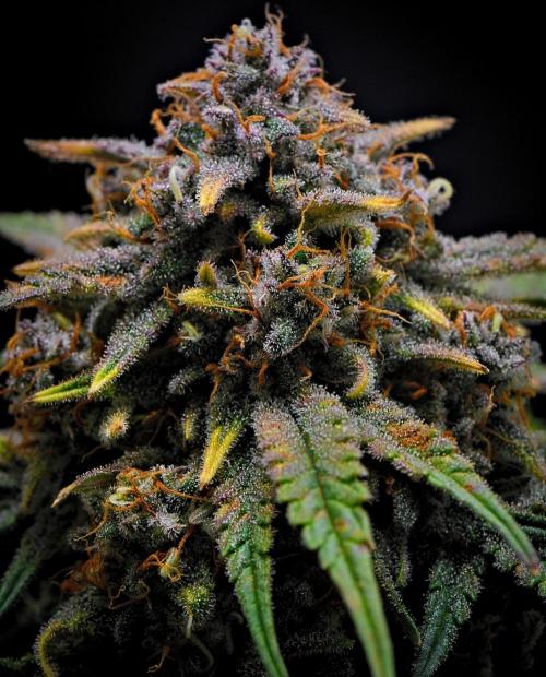 Jealousy Marker Auto | Ganja Farmer. Week 11 - Day 71
