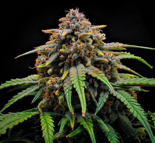 Jealousy Marker Auto | Ganja Farmer. Week 11 - Day 71