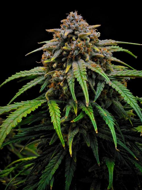 Ganja Farmer - Jealousy Marker Auto by DarbGrowDiaries